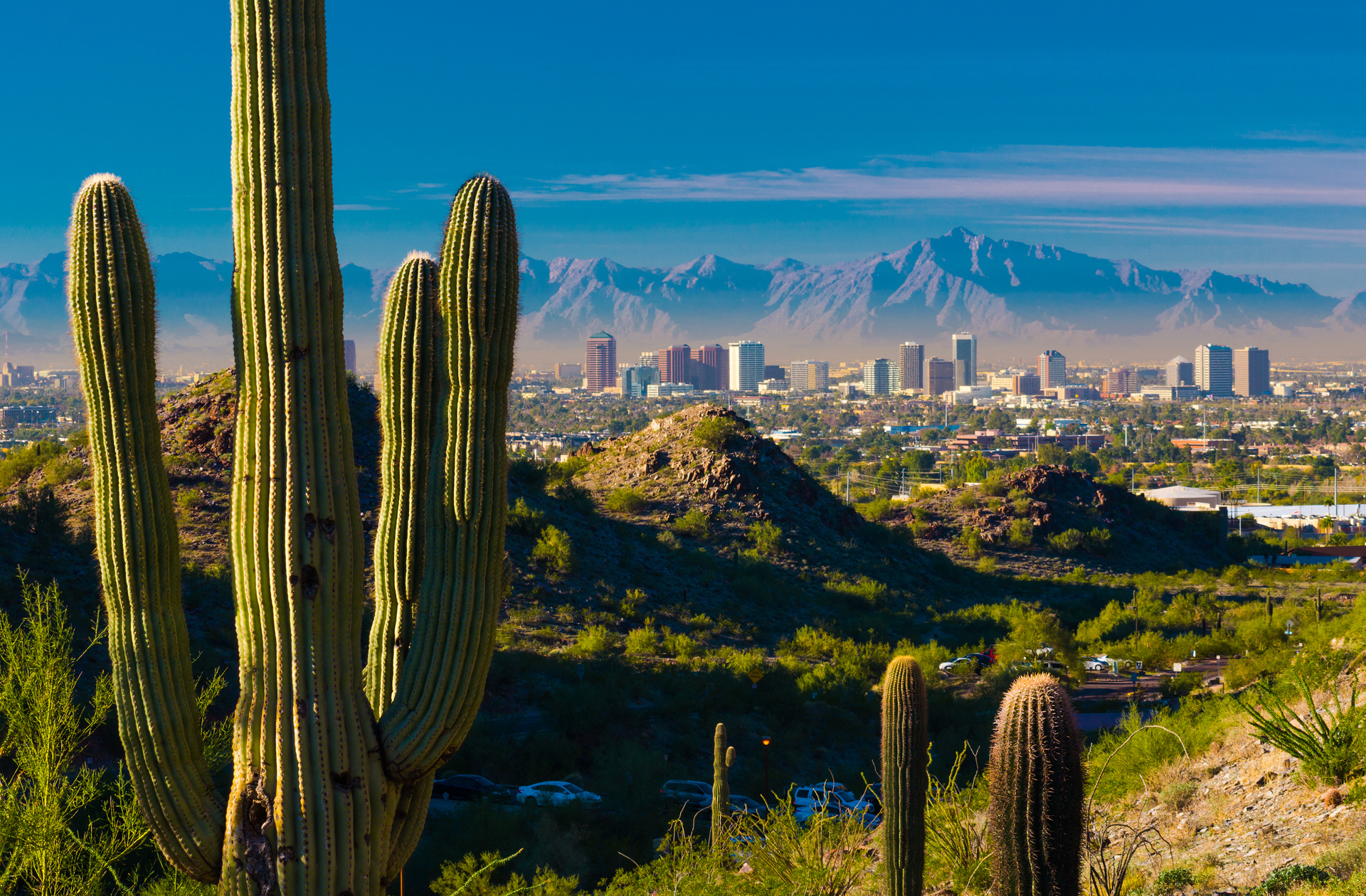 Phoenix skyline and cactuses